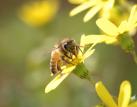 Milion podpisů pod výzvou za záchranu včel a farmářů potvrzuje zájem Evropanů o ekologické zemědělství a omezení pesticidů