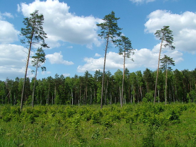 Zpráva o životním prostředí ukazuje, že se ČR nedaří řešit klimatickou krizi. Emise neklesají, krajina chřadne