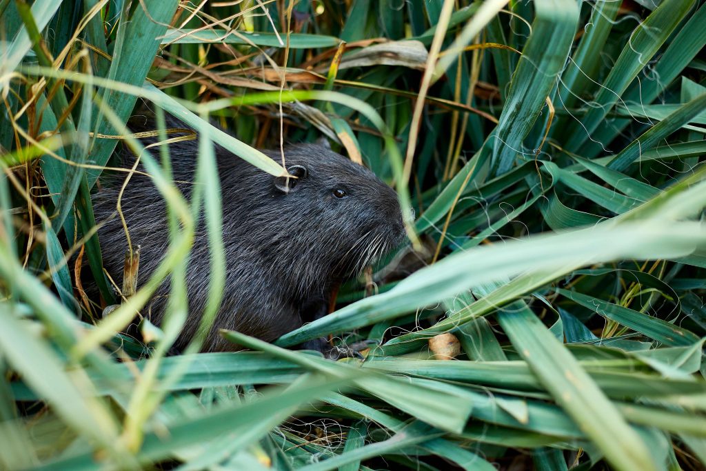 Nutrie vykukuje z rákosí.