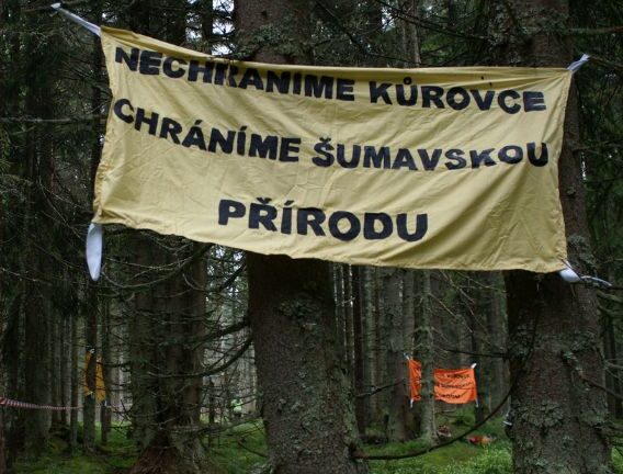 Mezi stromy je natažený banner Nechráníme kůrovce, chráníme šumavskou přírodu.